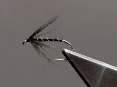 Not really an insect Not really an insect