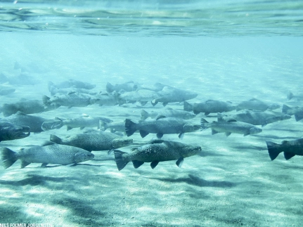 Öxará underwater Öxará underwater