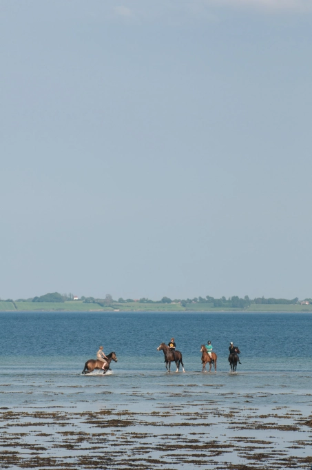 Sea horses Sea horses