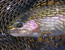 User submitted picture: Sunlight dances across th...