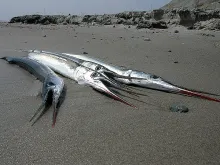 User submitted picture: Sandy Garfish