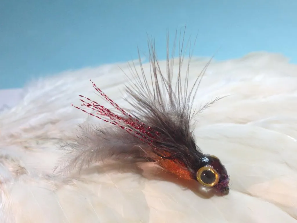 User submitted picture: Hobnob in Fly