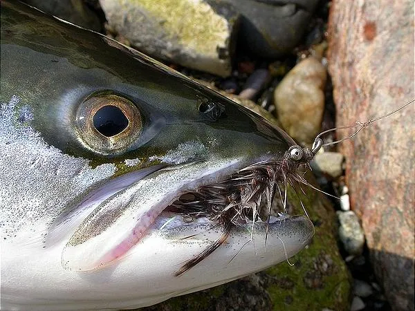 User submitted picture: Heavy Head