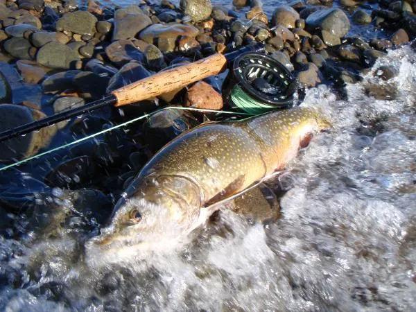 User submitted picture: A nice brook trout caught...