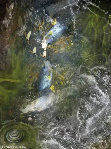 User submitted picture: This image is the result ...