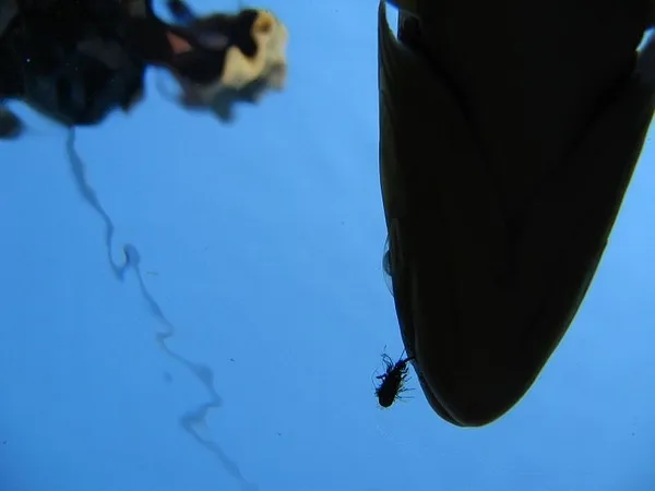 User submitted picture: Mayfly View