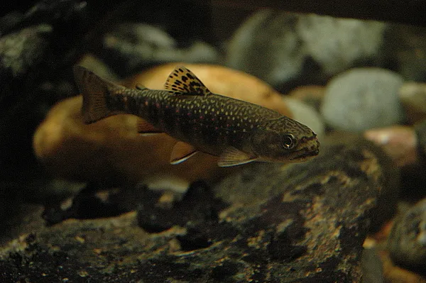 User submitted picture: Brook Trout