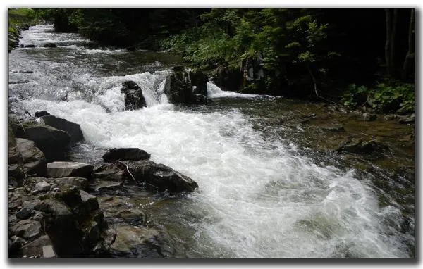 User submitted picture: forest streamâ¦, Dunajec ...