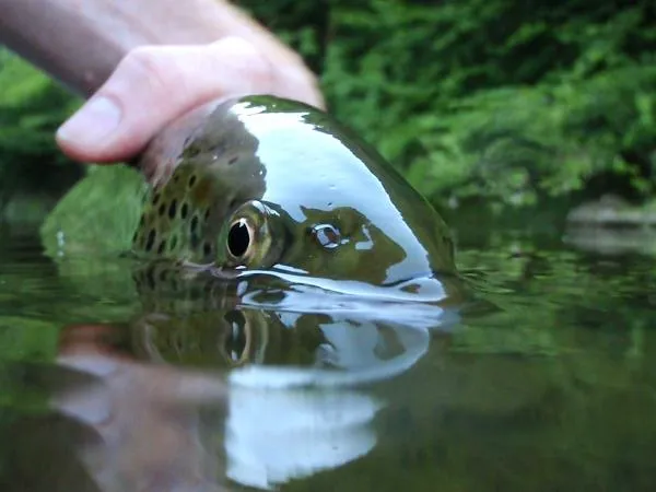 User submitted picture: Brown trout in the middle...